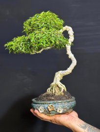 Mct lá trung văn nhân đồ siêu già siêu thuần!