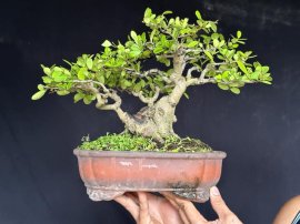 Scopolia nana natural form tree