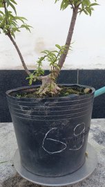 Vietnamese water jasmine trees