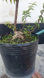 Vietnamese water jasmine trees