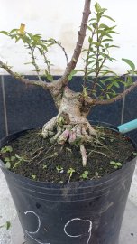 Vietnamese water jasmine trees
