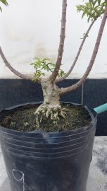 Vietnamese water jasmine trees