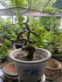 Taiwan waru tree