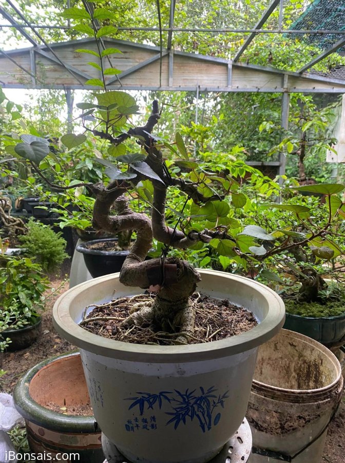 Taiwan waru tree