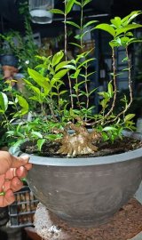 Mai chiếu thủy lùn lực