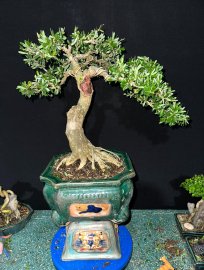 Linh sam đế đẹp #468k cả chậu