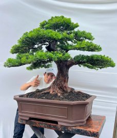 Podocarpus chinensis
