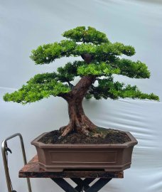 Podocarpus chinensis