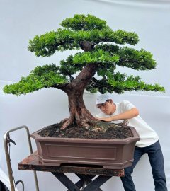 Podocarpus chinensis