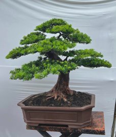 Podocarpus chinensis