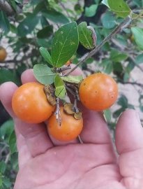 Phom rừng Cẩm thị 7 thân (Quần thụ thị Sơn)
