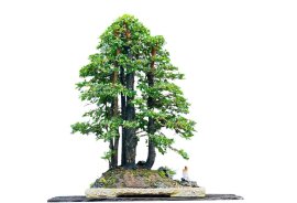 Phom rừng Cẩm thị 7 thân (Quần thụ thị Sơn)