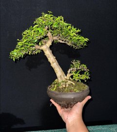 Mai chiếu thuỷ đã qua 6 nồi bánh chưng xanh
