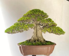 Vietnamese water jasmine bonsai artwork