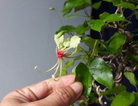 Em là Cánh Bướm Thiên Lan...