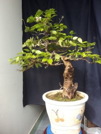 Em là Cánh Bướm Thiên Lan...