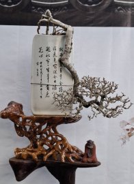 Sam núi một cây đổ treo rất khó tìm