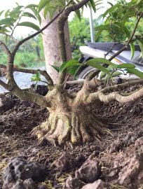 Mai chiếu thủy lùn tè