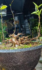 Mai chiếu thủy mini
