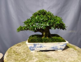 Linh sam 86