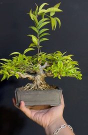 Vietnamese water jasmine