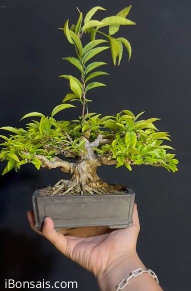 Vietnamese water jasmine