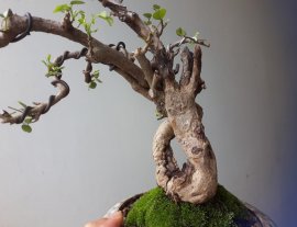 Em Trắc Dây dáng bạt phong...