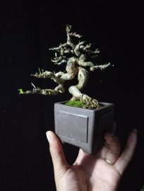 Bonsai mini