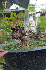 Mai chiếu thủy mini