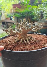 Linh sam mini