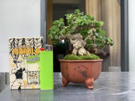 Nho rừng siêu trái , già tê tái giá sinh viên