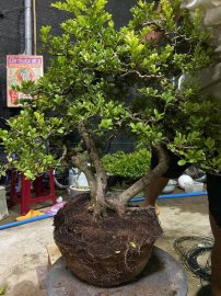 Scopolia nana tree