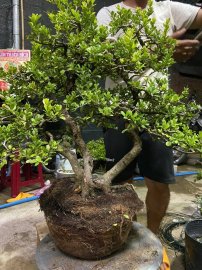 Scopolia nana tree