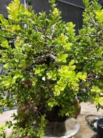 Scopolia nana tree