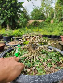 Vietnamese blue bell tree, nice roots