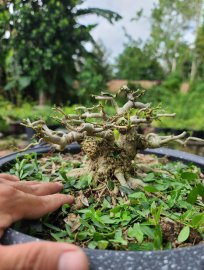 Vietnamese blue bell tree, nice roots