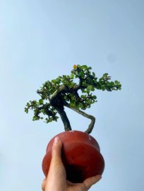 Antidesma acidum tree