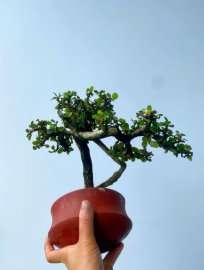 Antidesma acidum tree