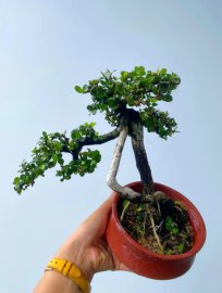 Antidesma acidum tree