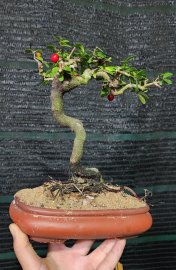 Scopolia nana tree