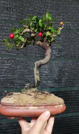 Scopolia nana tree