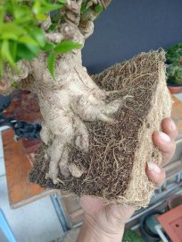 Vietnamese water jasmine bonsai tree
