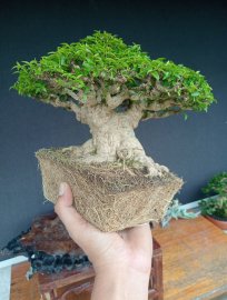 Vietnamese water jasmine bonsai tree