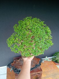 Vietnamese water jasmine bonsai tree