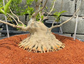 Training roots of Vietnamese water jasmine