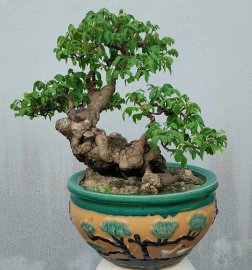 Star fruit tree