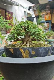 Mai chiếu thủy mini