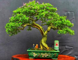 Linh sam sông hinh lá nhỏ zin ạ❤️