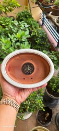 Bonsai Ovan pot 18×13,5×3,5cm