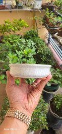 Bonsai Ovan pot 18×13,5×3,5cm